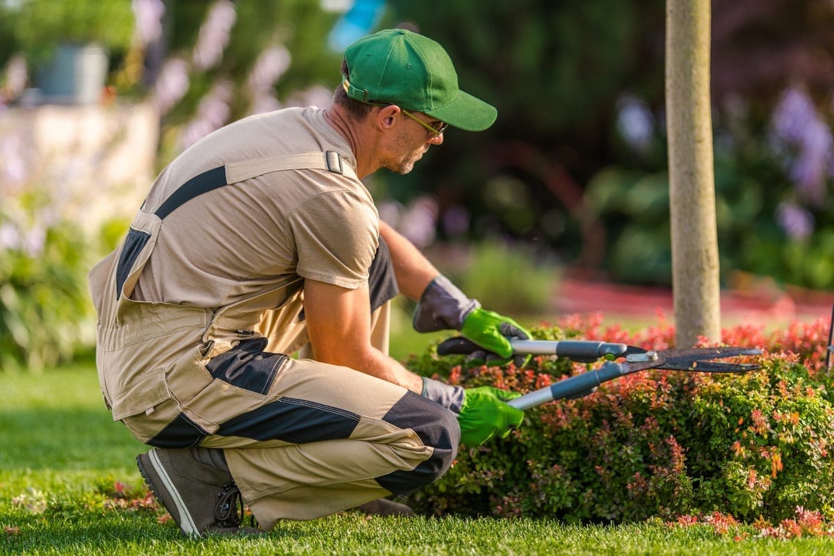Lawn Transformations project photo